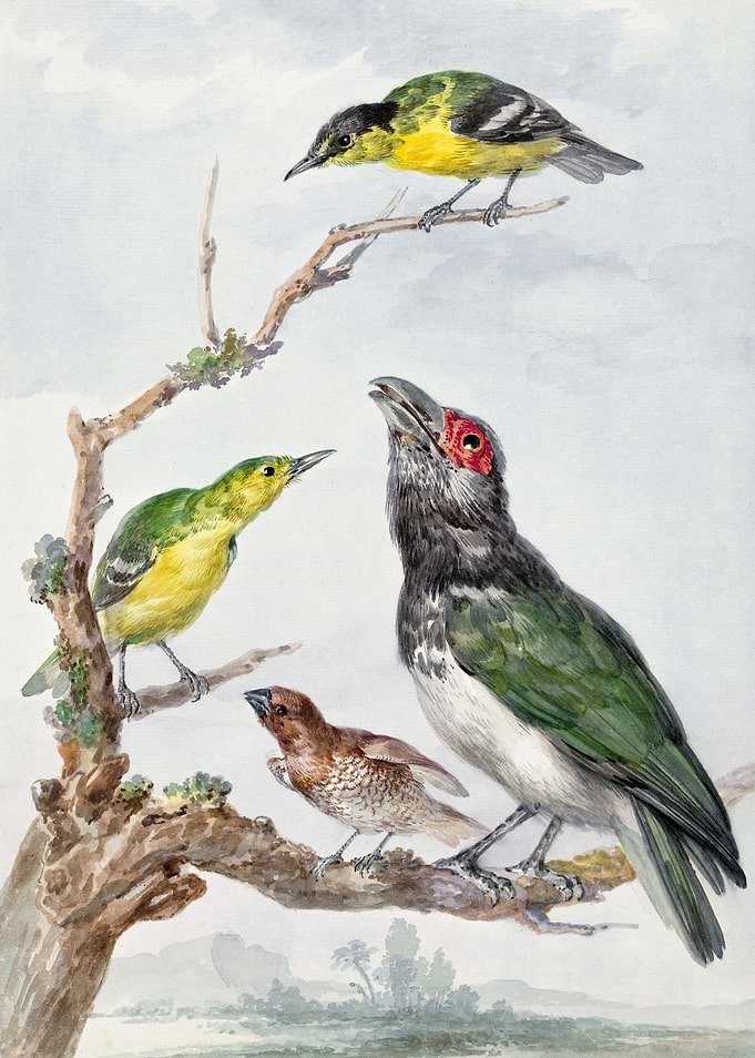 Four Different Birds