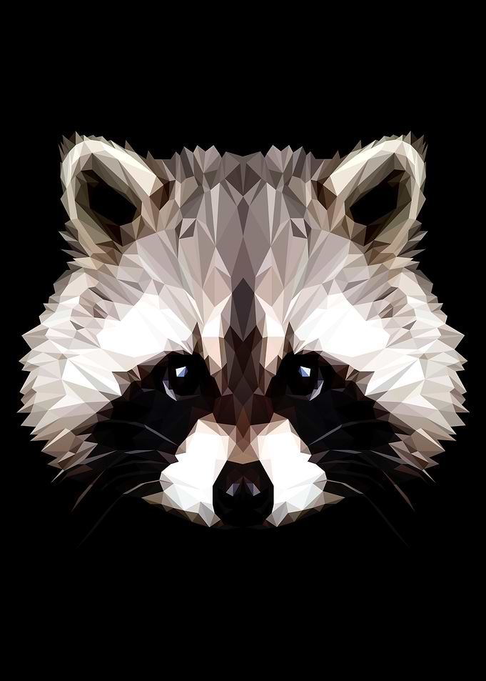 Raccoon