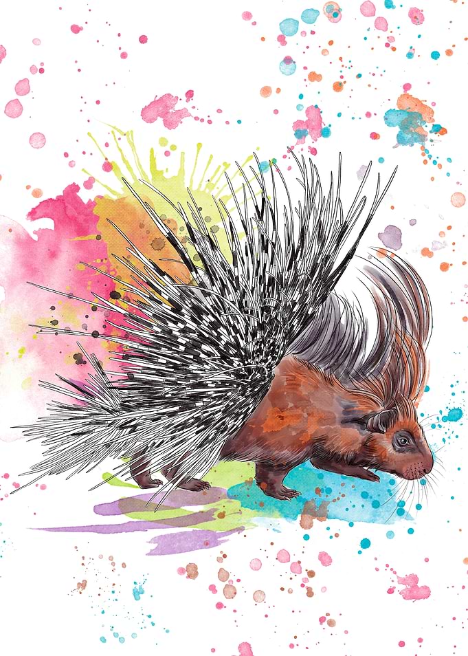 Hedgehog porcupine colored