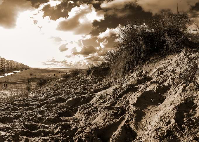 dune with sawgrass