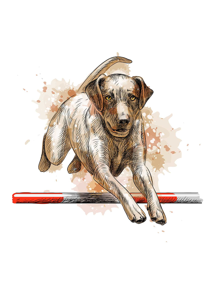 Labrador retriever jumping