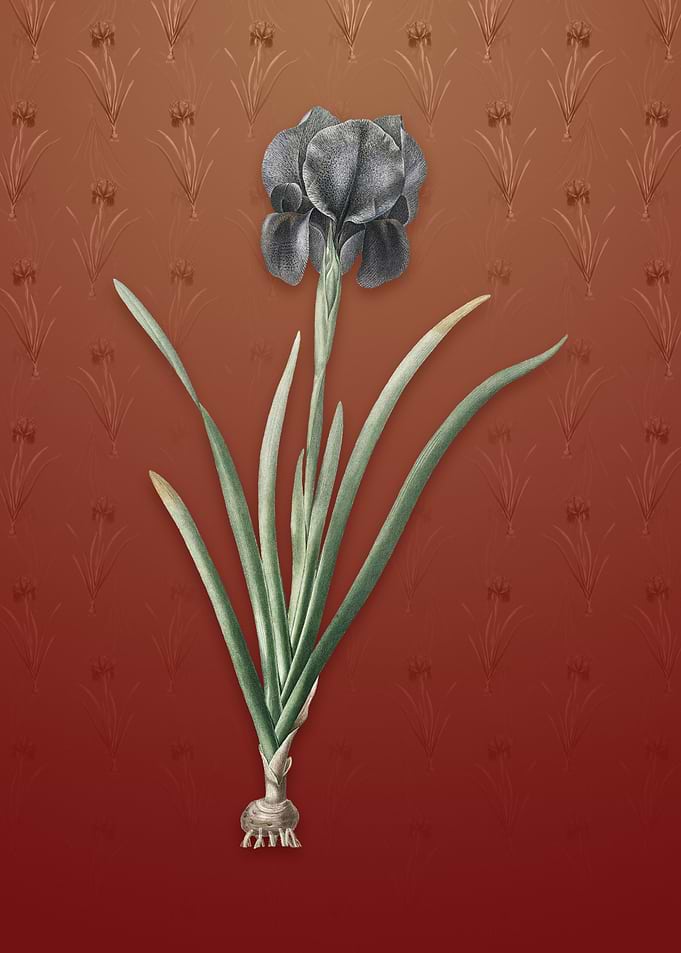 Vintage Mourning Iris