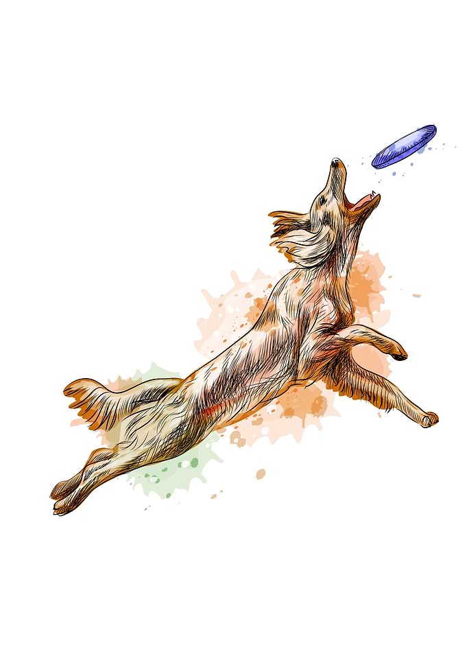 Dog catching flying disk