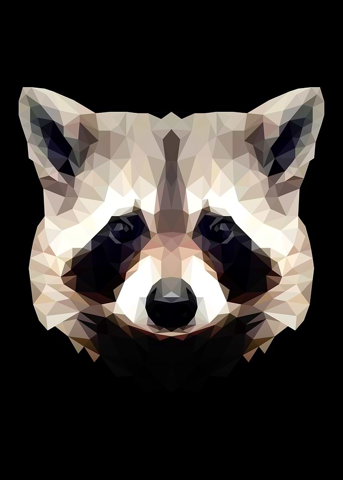 Raccoon