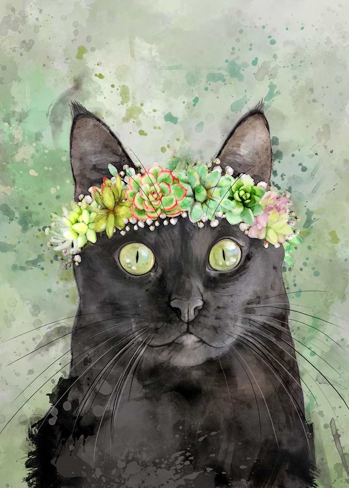 Black cat w succulents