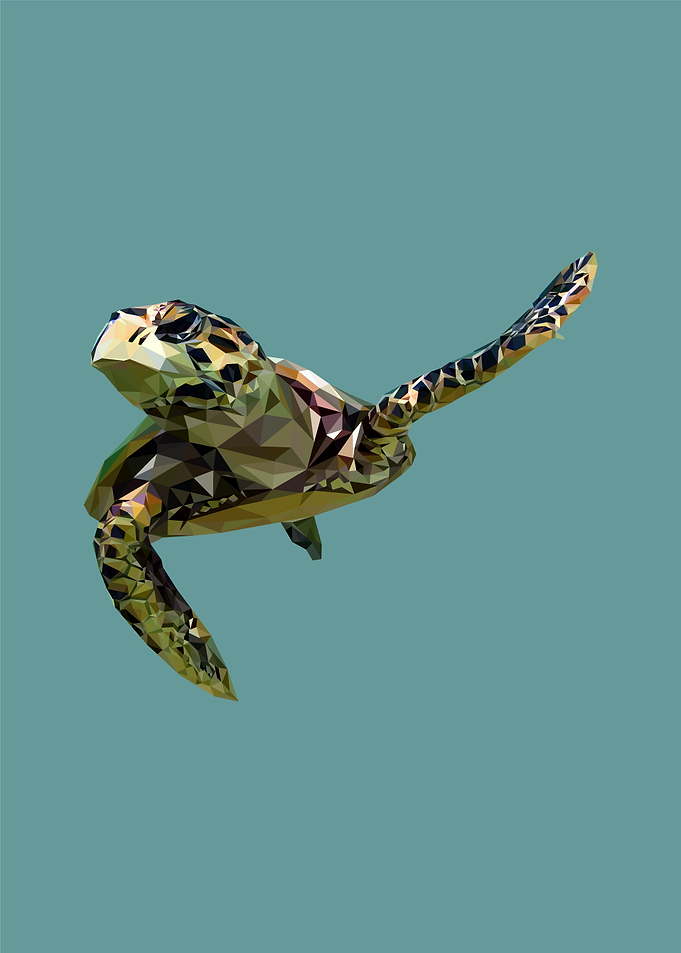 nursery animal tortoise
