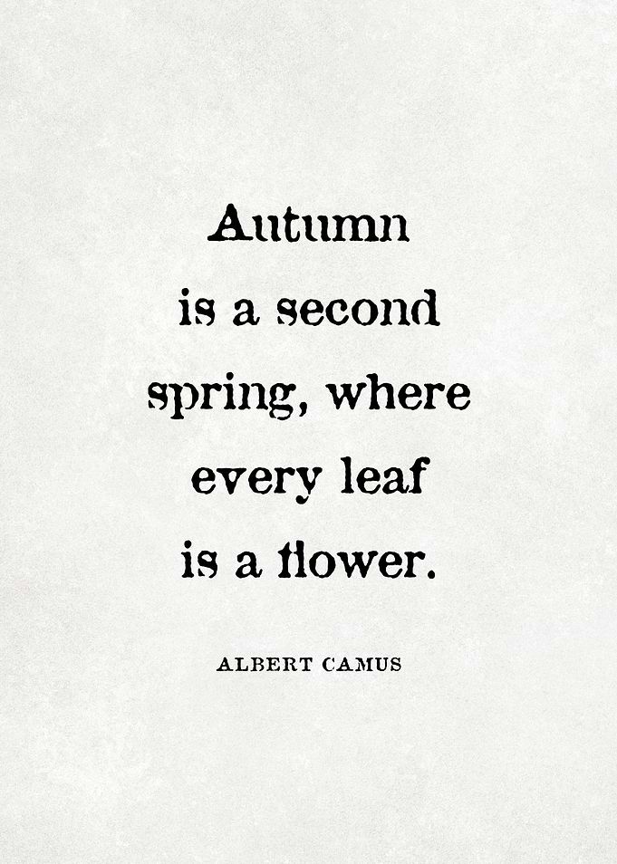 Albert Camus Quote