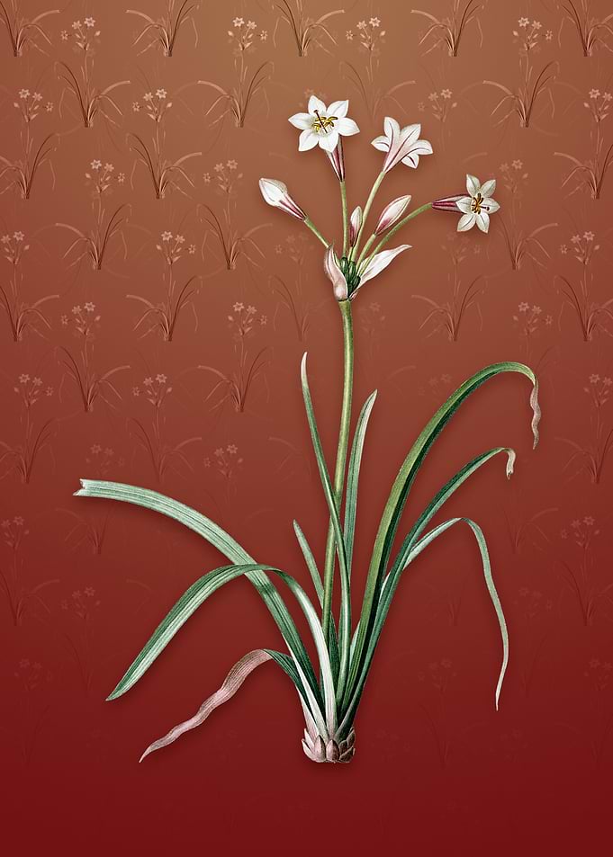 Crytanthus Vittatus on Red