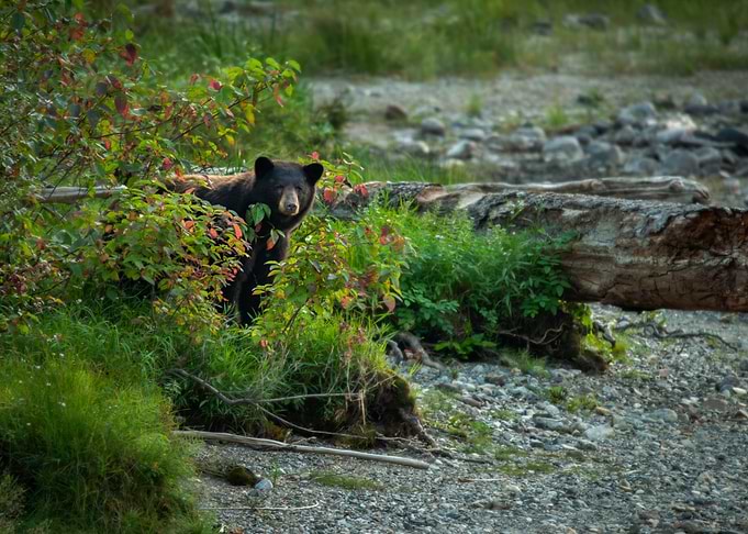 Young Grizzly Bear Hiding