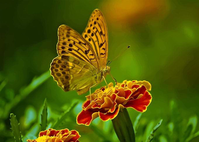 Beautiful flowers