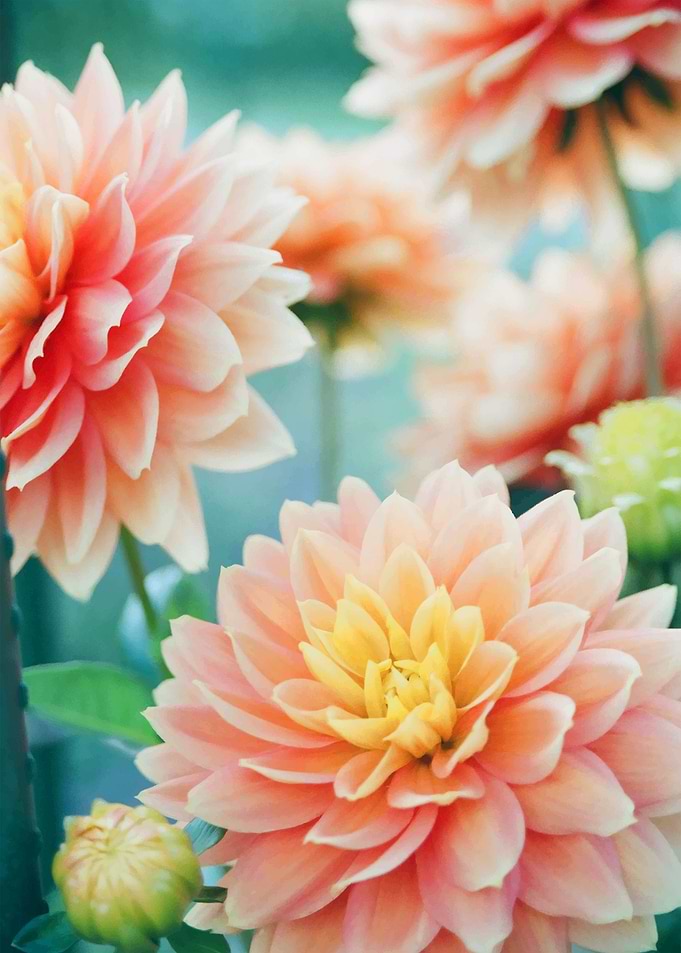 Beautiful flowers