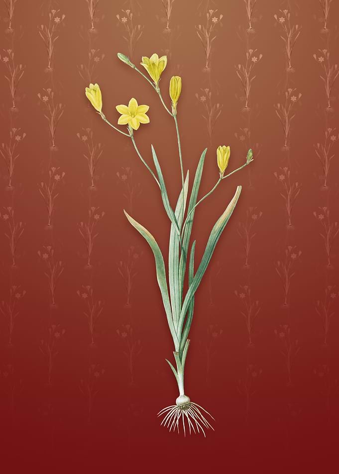Vintage Ixia Bulbifera