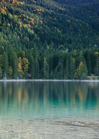 Tree Reflection in Lake 1