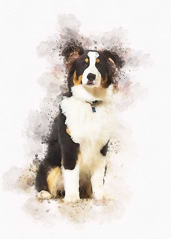 Australian shepherd Dog