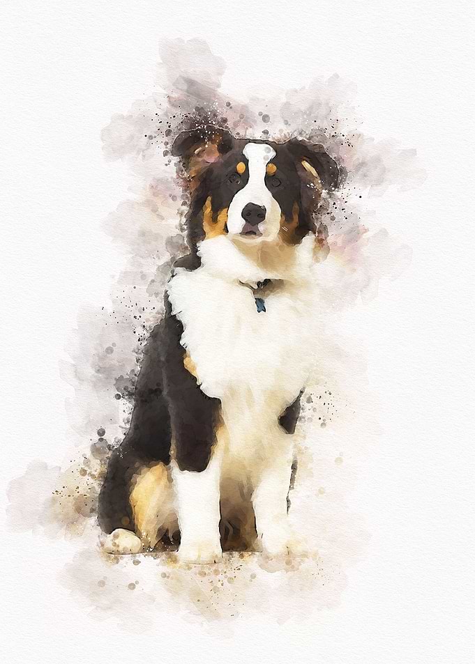 Australian shepherd Dog