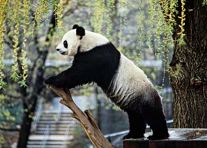 Giant Panda Portrait