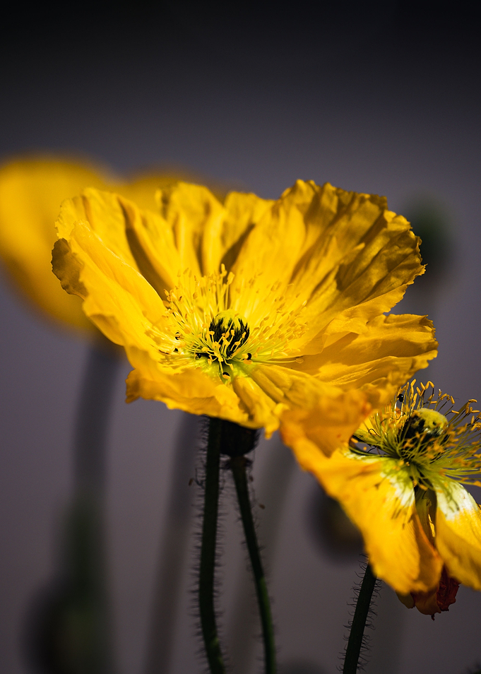 yellow flower