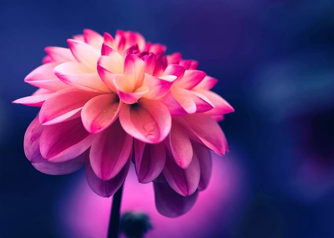 Beautiful flowers
