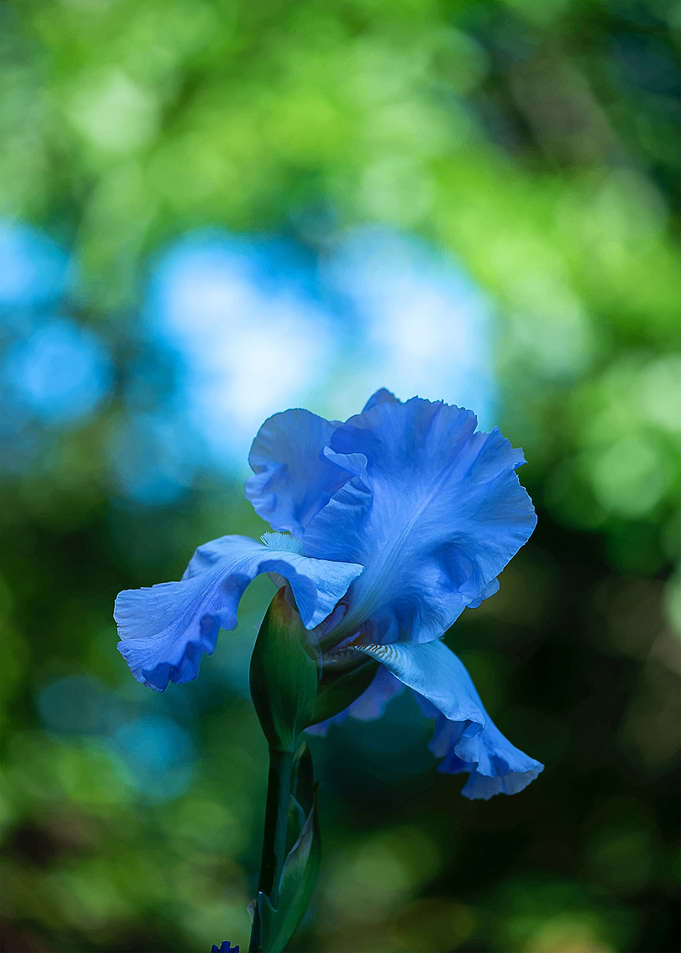 Beautiful flowers