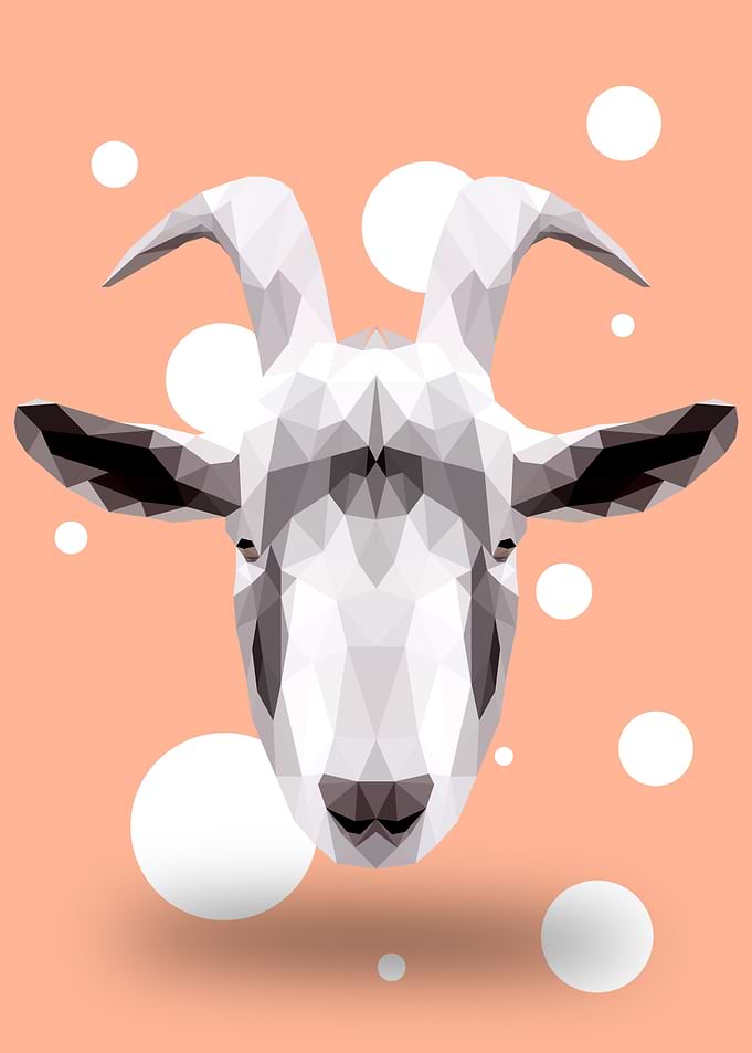 Goat