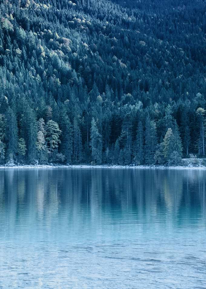Tree Reflection in Lake 2