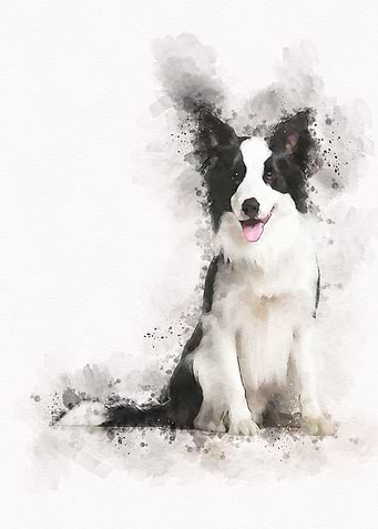 Border collie Dog