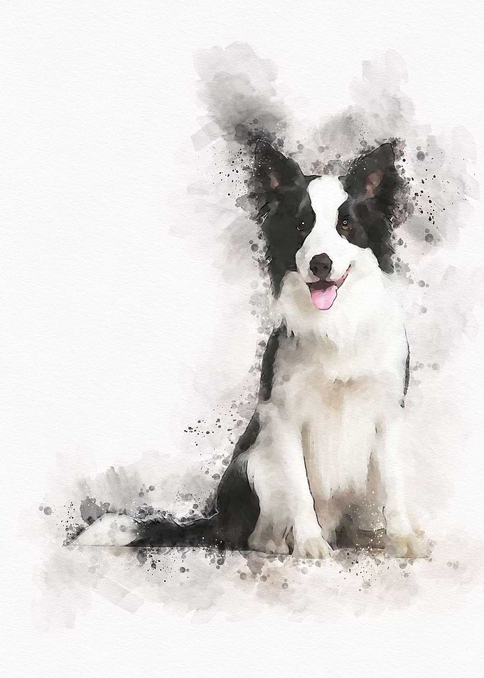 Border collie Dog