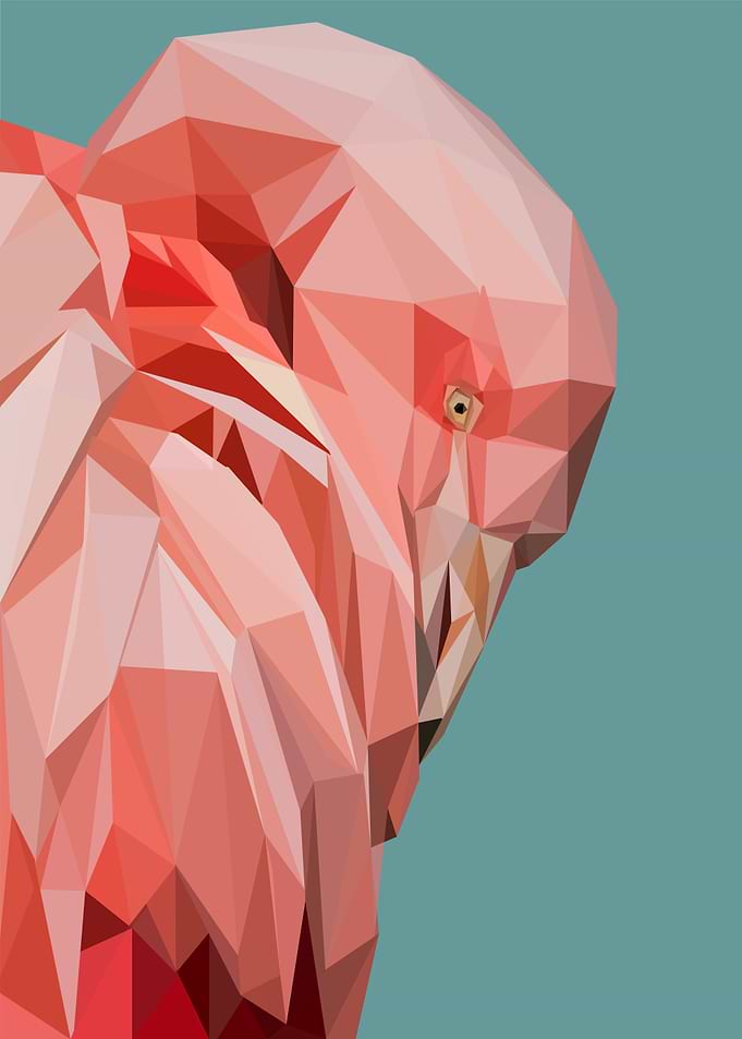 animal portrait flamingo