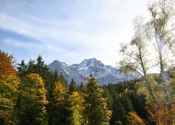 Mountain Tree Bliss 1