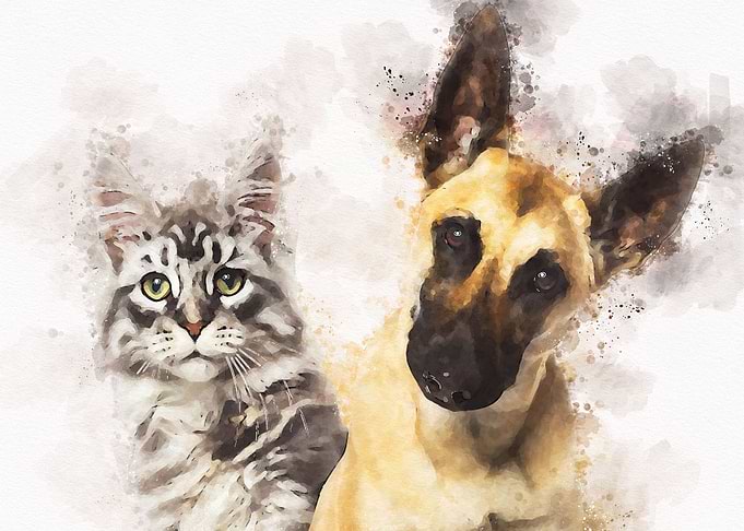 belgian shepherd dog