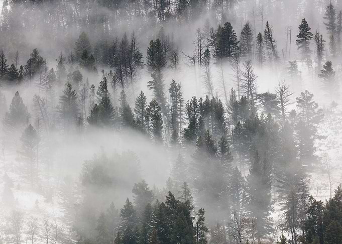 Fog Rolling Through Trees