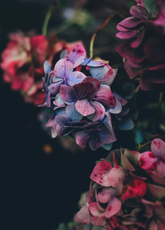 Beautiful flowers