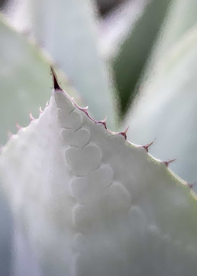 aloe plant