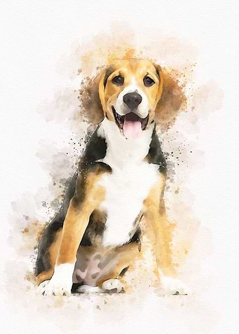 Beagles dog