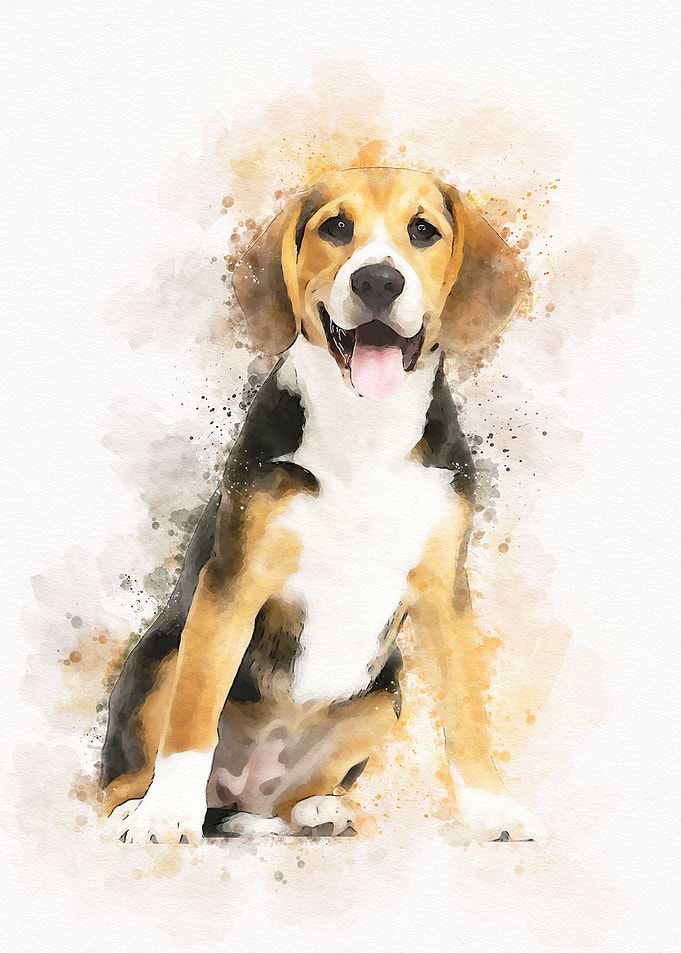 Beagles dog