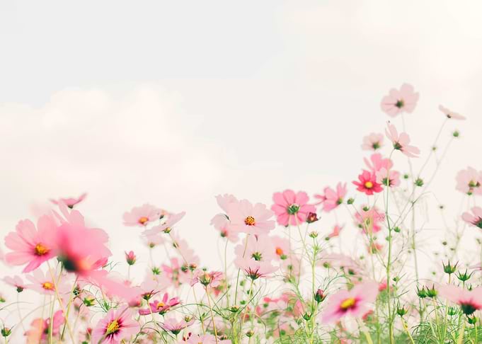 Beautiful flowers