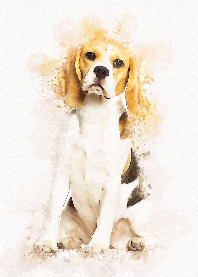 Beagles dog