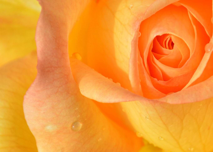 orange rose Petals