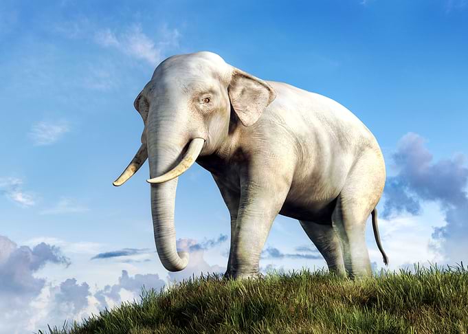White Elephant