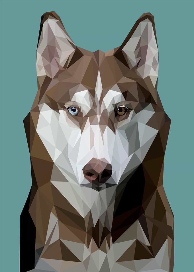 nursery animal canis dog