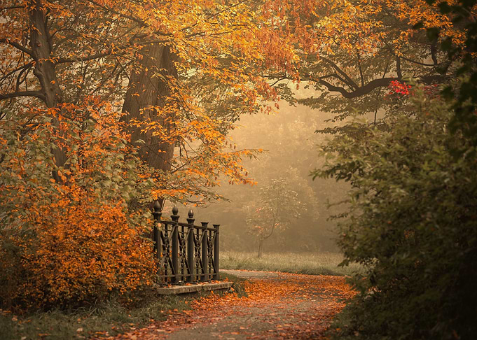 Autumn travel, misty road