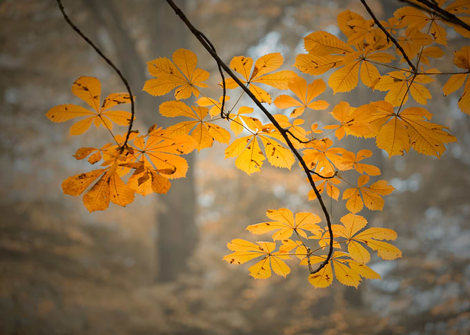 Autumn leaves and sunlight