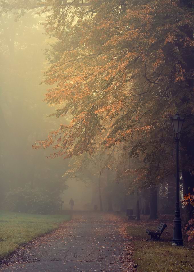 Autumn misty path in park