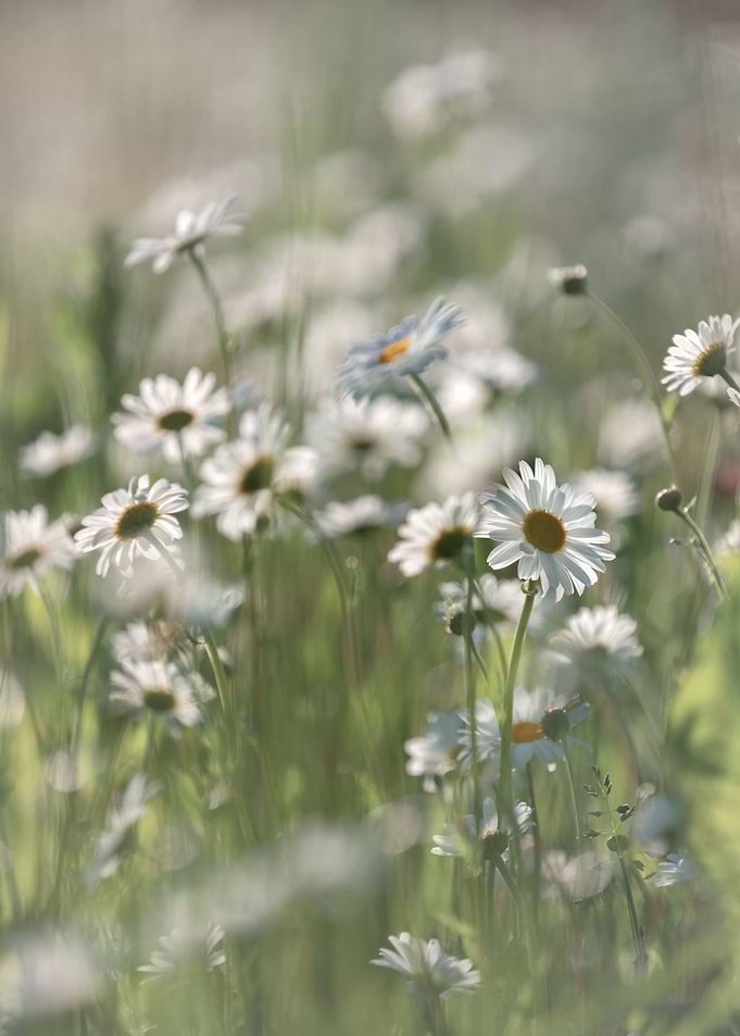 Camomiles in the meadow