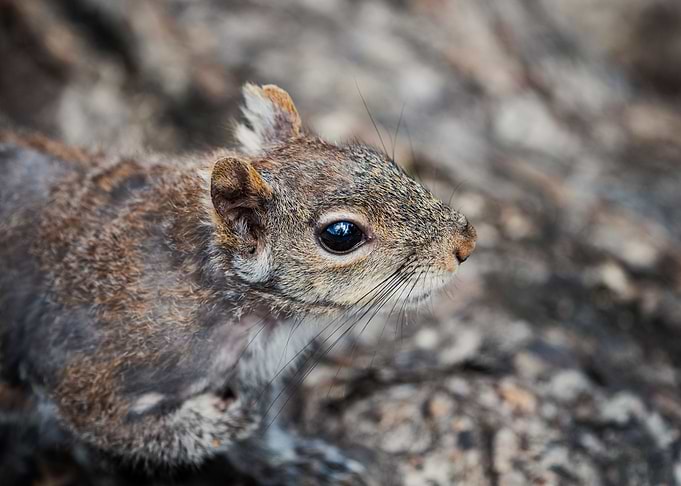 squirrel