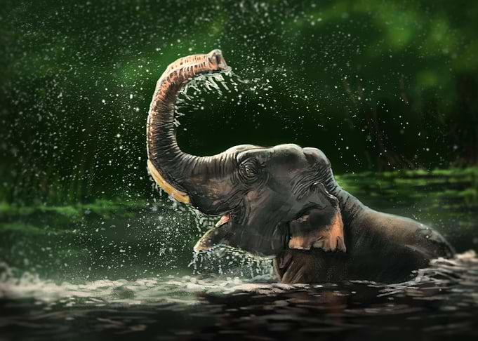 Asian Elephant