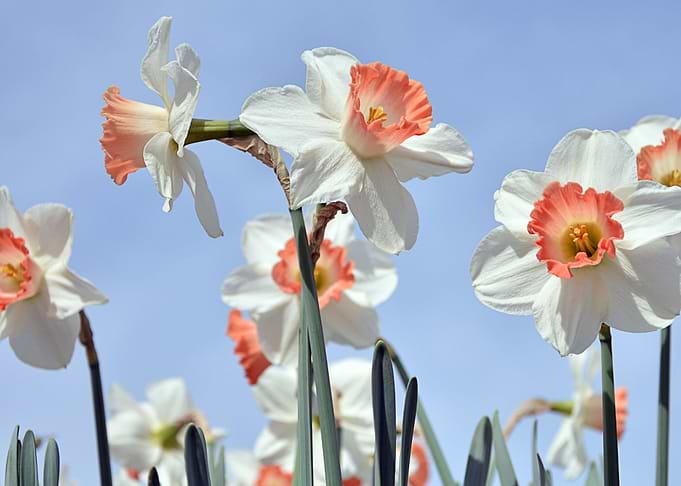 Daffodil flowers