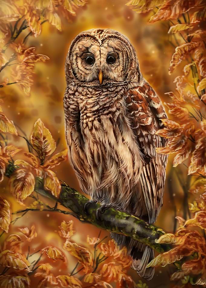Barred Owl