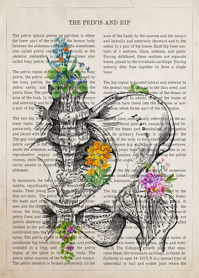 Pelvis and Hip Anatomy