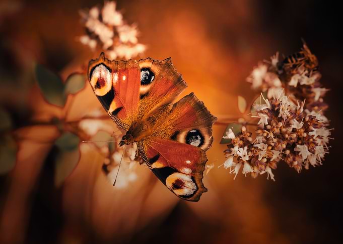 Butterfly, summer meadow